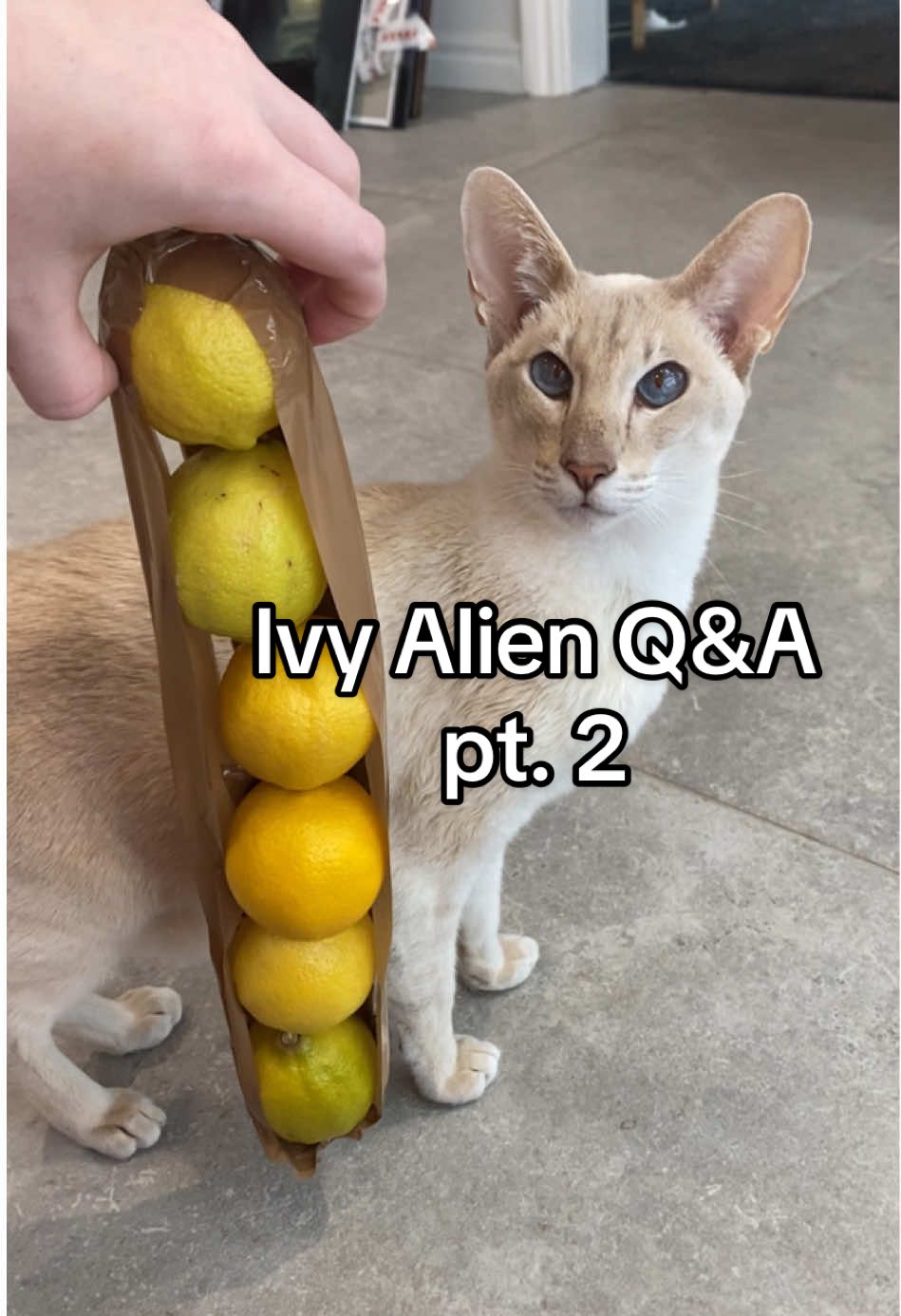 average evening taping lemons together to measure my cat #siamesecat #orientalshorthair #catmemes #funnycats #catmeme #cutecat #ivy #lemons #cattok #viral #fyp #fyppp 