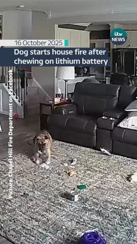 The Chapel Hill Fire Department in North Carolina has issued a warning about the safe storage of lithium batteries after a dog named Colton accidentally started a fire in his owners’ home. Home security footage shows the dog playing with a battery before it sparked, igniting a blaze that quickly spread across the living room carpet. Officials said the battery had been charged and unplugged, but it had not been stored safely. #itvnews #news 