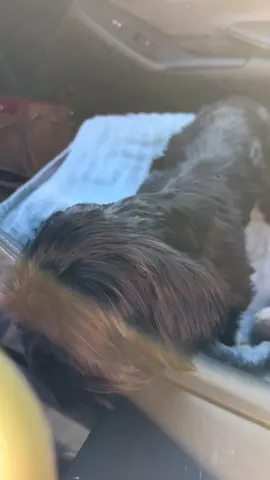 #dog #dogsoftiktok 