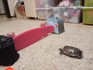 я думала он ленится и не хочет прыгать а на самом деле отпрыгал столько барьеров и потом ещё гулял по дому как будто ничего не делал>:)  #Черепашяезда #конныйспорт #высокийпрыжок #Максик #красноухиечерипахи  ЭТО ИИ И РП!!! 