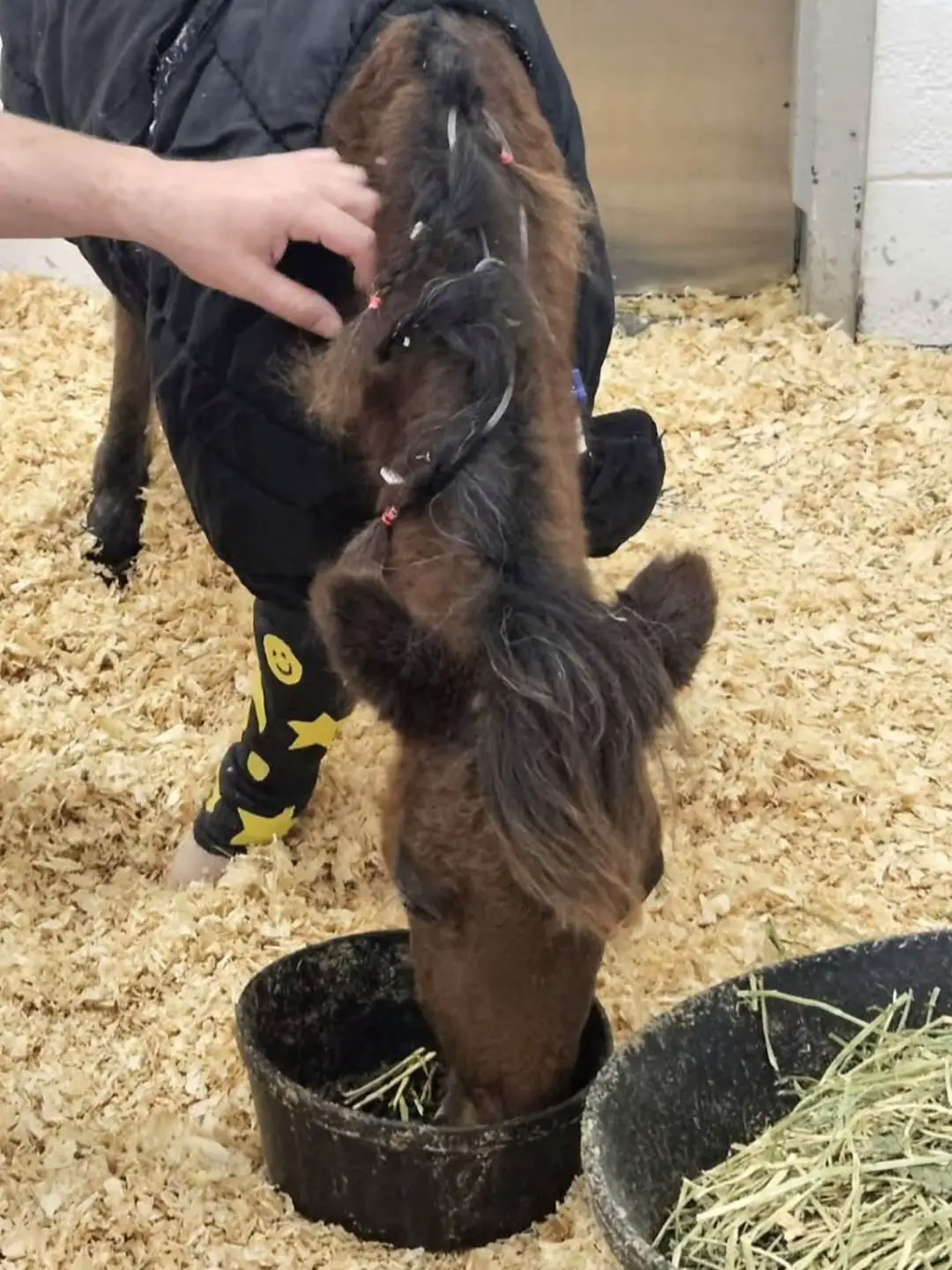 Nemo wants to thank all of you and let you know he’s doing well after surgery.  He got gelded too! Everything went great! ❤️ #horserescue #vetbills #horsesoftiktok #horselover #AnimalRescue 