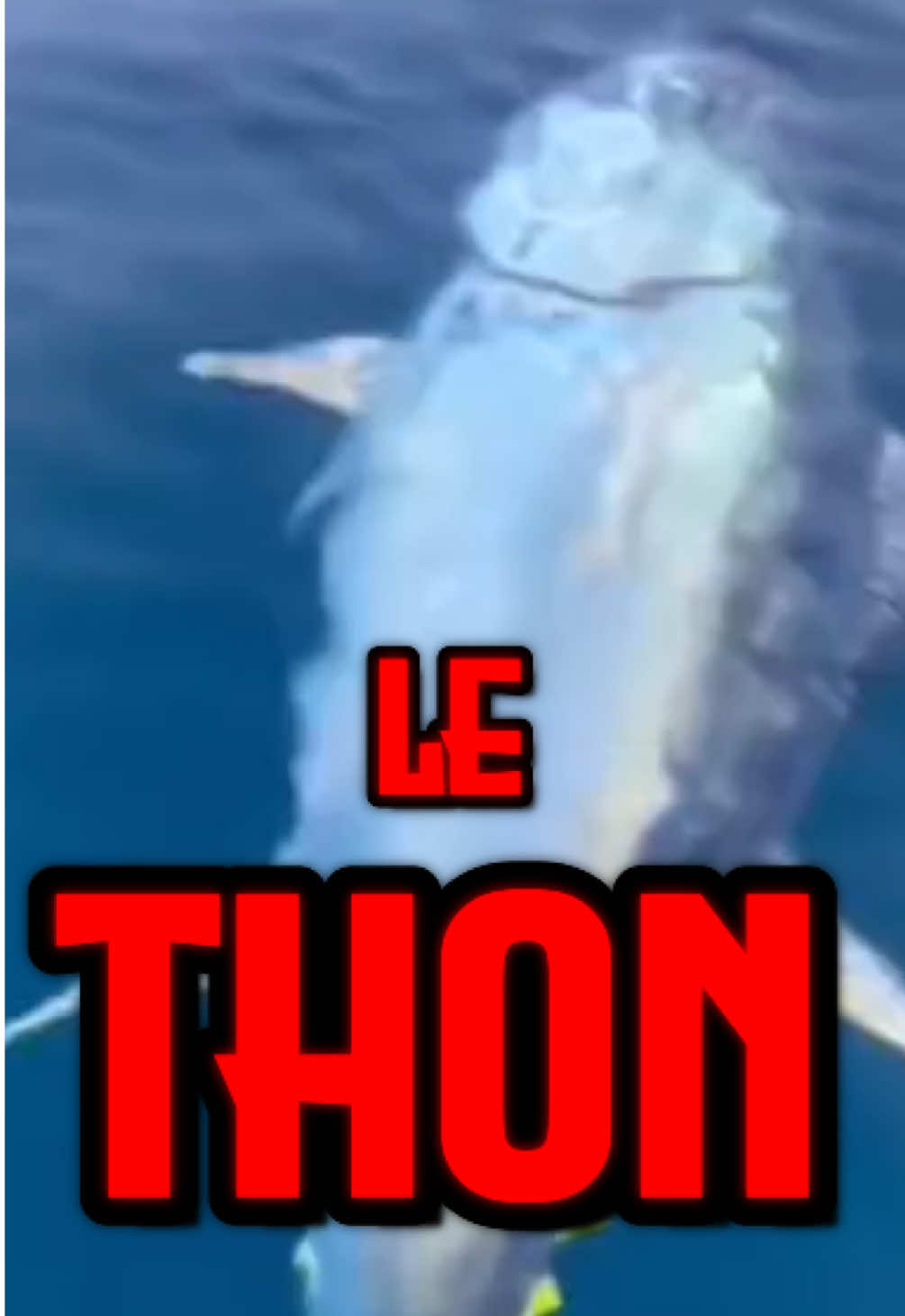 Le thon 🐟 #ocean #poisson #thon 