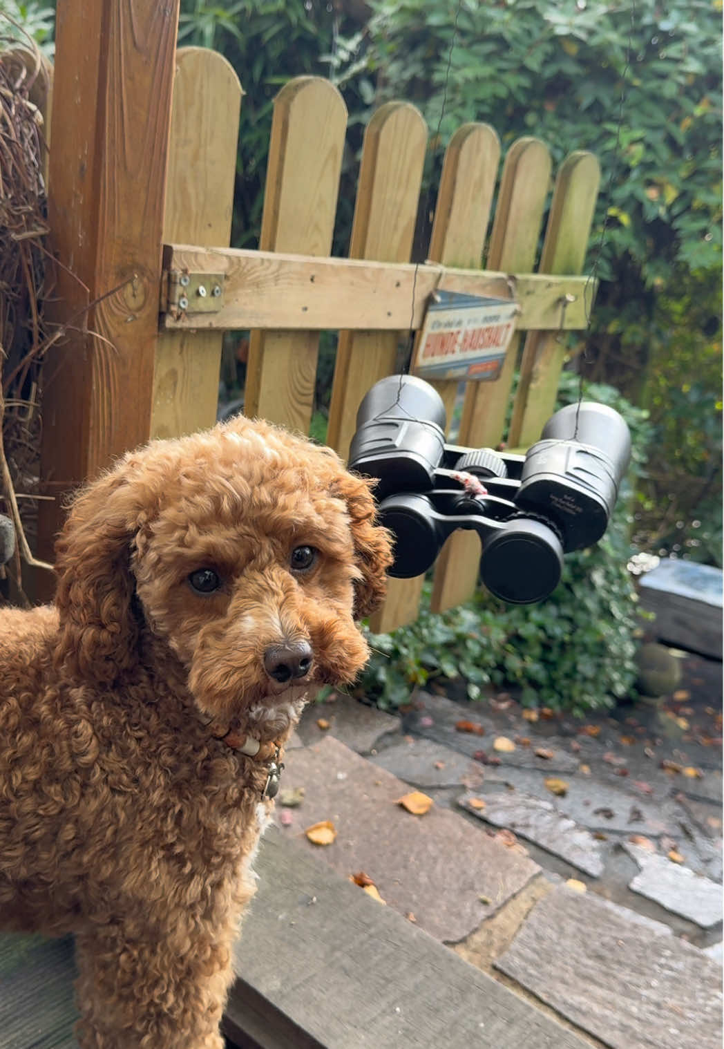 Wenn du das Wochenende suchst  > glaub mir, du bist nicht allein 😅 ❤️ Für alle, die schon dringend Freitag brauchen! #funnydog #dogtok #weekendmood #comedytok #hundeliebe 