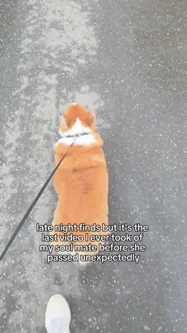 If you’re also grieving a goodbye you didn’t see coming, a custom night light can keep their light beside you. Link in bio. 🐾❤️