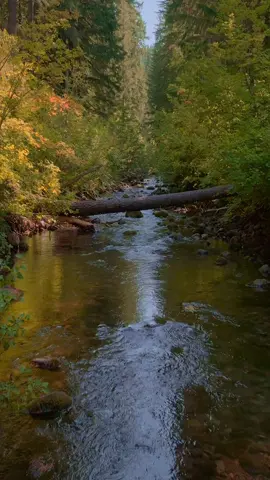 Gliding down a peaceful river surrounded by autumn colors and towering evergreens. The gentle reflections on the water and the crisp fall air make this the perfect moment to slow down and appreciate the beauty of the changing season 😌