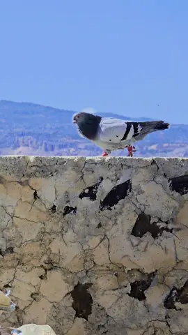 #حمام_ادلب  #حمام_ارفلي من الحلال والحمد لله اذكرو الله 