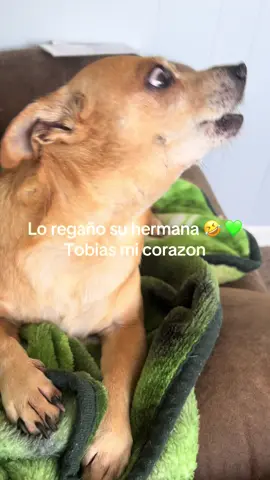 #parati #fyp #dogsoftiktok 