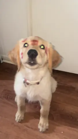 our little girl  #goldenretriever #foryoupage 