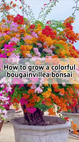 💐How to grow a colorful bougainvillea bonsai?💐 🍃Trimming away all the thin, weak branches 🔪Flatten the top and make a vertical cut about 2cm deep 🎋Select some semi-hardwood branches ✂️Trim them carefully 🌱Shave both sides diagonally to form a wedge 🎍Align the scion with the bark on one side of the main stem and insert it 🧻Secure the graft and the wound ☁️Place it in a cool, well-ventilated area #houseplants #gardening #planting #indoorplants #flowers 