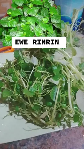 herbal benefits of shiny Bush leaf(ewe rinrin). it's take care of  * Blood pressure  * Inflammation  * it reduces sugar levels  * it fight bacteria  * it is use to treat skin infection  and lots more 