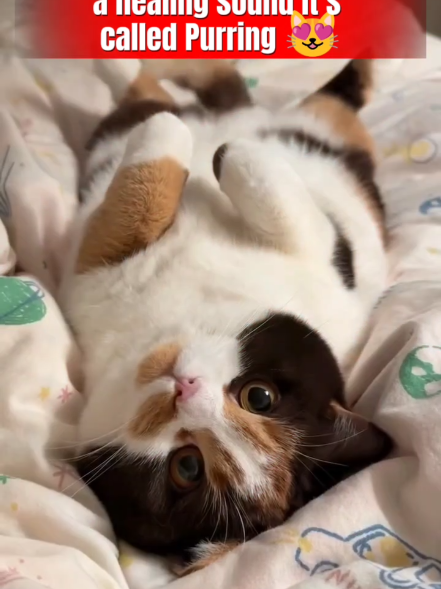 Have you ever wondered why your cat makes that soft “motor-like” sound when she’s calm or happy? 🐱 That soothing sound is called purring — and it’s much more powerful than you think! In this video, you’ll discover the real reason behind a cat’s purr, how it helps them heal from pain or stress, and how simply listening to it can lower your stress and anxiety too. 💖 Cats purr not just to show love, but to heal themselves and comfort their owners. It’s nature’s little therapy session packed inside a tiny, furry heart. 😻 ✨ Watch till the end to understand what your cat’s purr is really saying: “I trust you, I’m happy, and I’m healing.” 💫 #CatPurring #CatLovers #CatFacts #CuteCats #HealingSound #CatTherapy #RelaxingCats #CatCare #thecasperhome #PetLovers #cat #catlife #catvideos #catoftheday #catlove #foryou #karachi #pakistan 