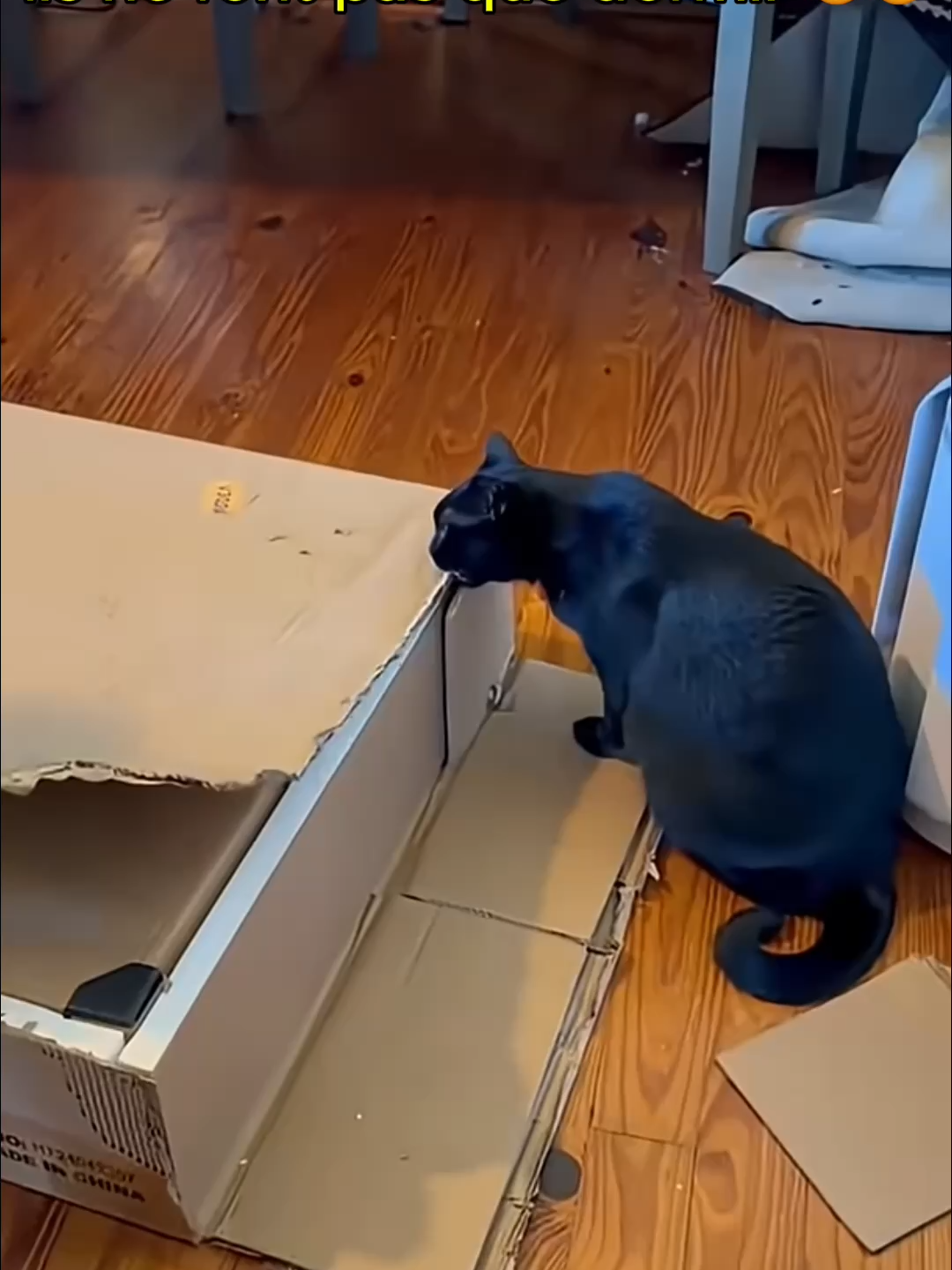 ils servent a quelque chose finalment mdrr #insolite #pourtoi #shortsviral #humour #drôle #viral #foryou #chat #fyp #cat