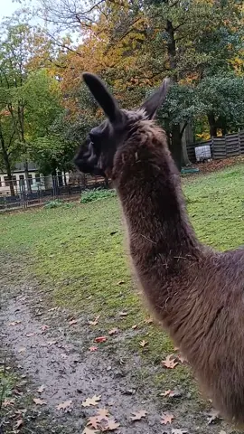 In meiner Familie sind Alle speziell! #alpaca  #marcel  #funnyvideo #fyp #viral
