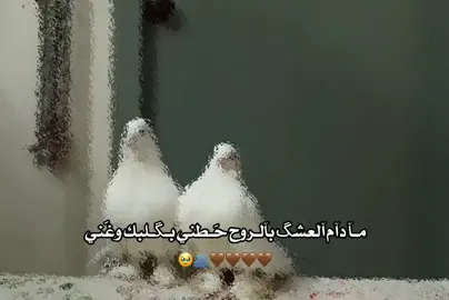 #حب #كسبلور_explor #foryou #fyp #زوجي_حبيبي 