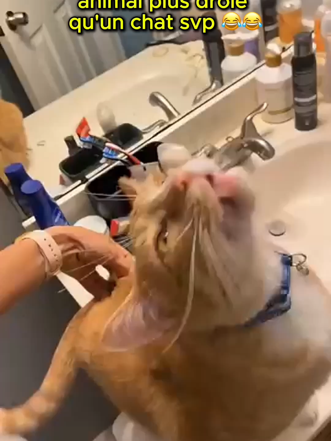 citez moi plus fou qu'un chat svpp mdrrr#insolite #pourtoi #shortsviral #humour #drôle #viral #foryou #chat #fyp #cat