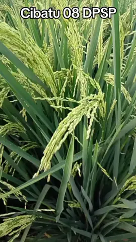 Cibatu 08 memang muantep, perawatan mudah no 1, daya tumbuh serempak dan seragam 👌, anakan produktif tembus 50 kemungkinan besar perhektar tembus 10 ton up 👌 #petani  #tanamanpadi  #sawah  #benihpadi  #petanimilenial 