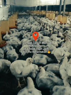 Cobalah jika penasaran😬#abkbroiler🐣 #ayambroiler #broilerindonesia #broilerchicken #peternakayamindonesia 