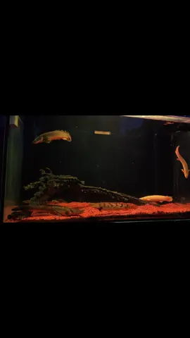 thuốc an thần #cuusung #bichirfish #pollypterus #monsterfish #cuusunghoangde 