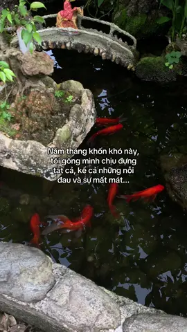 …#tamtrang #story 