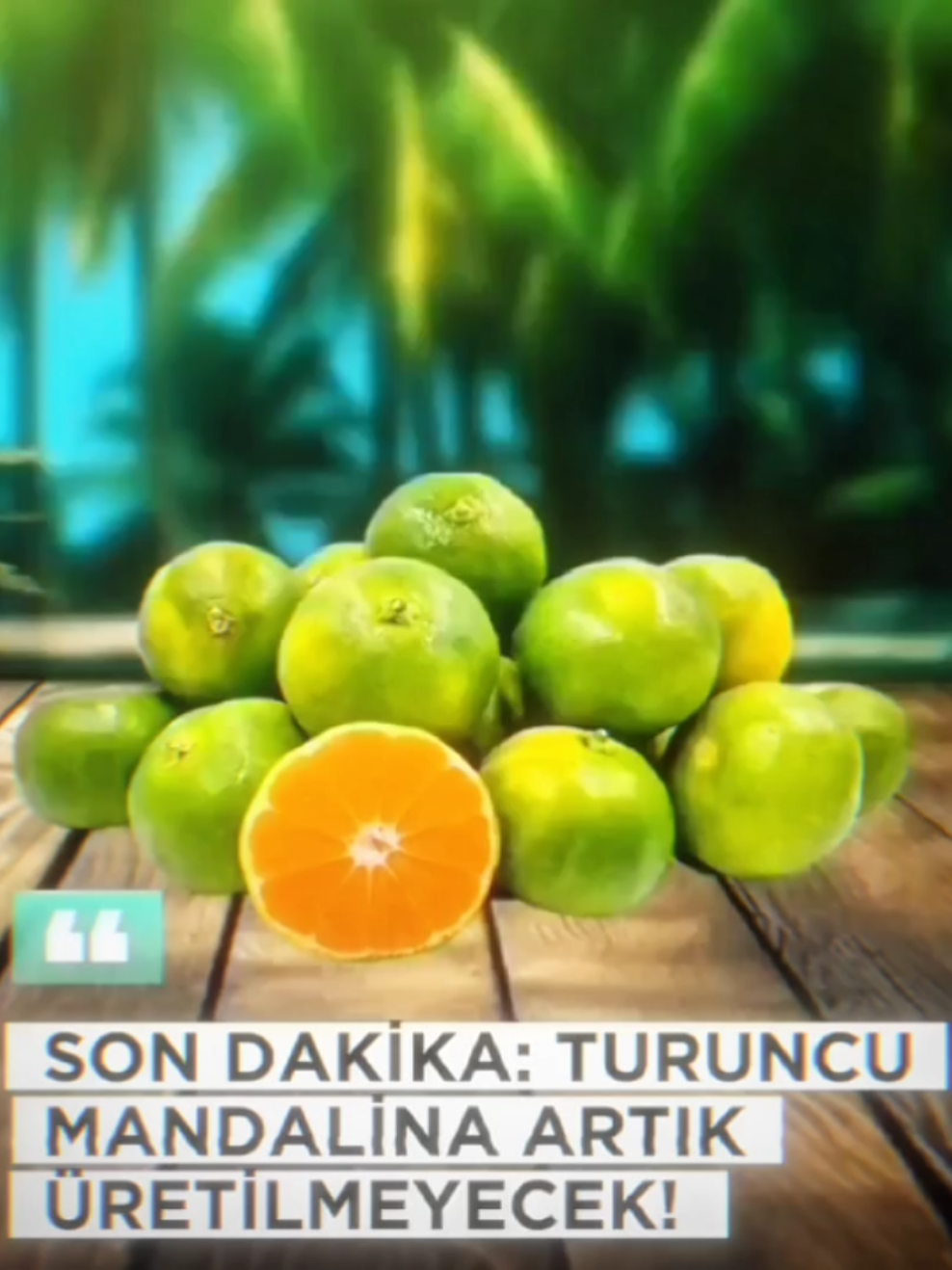 Turuncu Mandalina Mazzide Kaldı. . . . . #mandalina #old #sazae #keşfet 