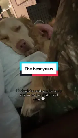 I'd be so lost without my Beau 🖤 🐾 #dogsoftiktok #thebestyears #hardy @