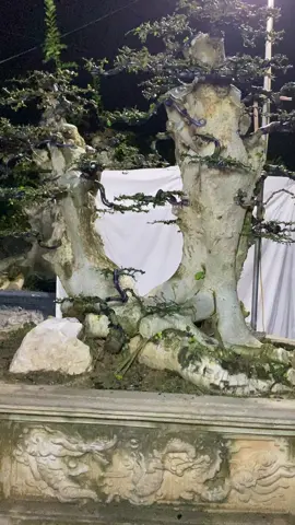 Niềm vui của ae yêu cây và làm cây cảnh là dc thấy tác phẩm mình làm ngày càng đẹp hơn và riêng duối là răm dày hơn