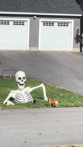 Buzz is not a fan of spooky season #frenchie #frenchbulldog #halloween #frenchiesoftiktok french bulldog Halloween decor skeleton 