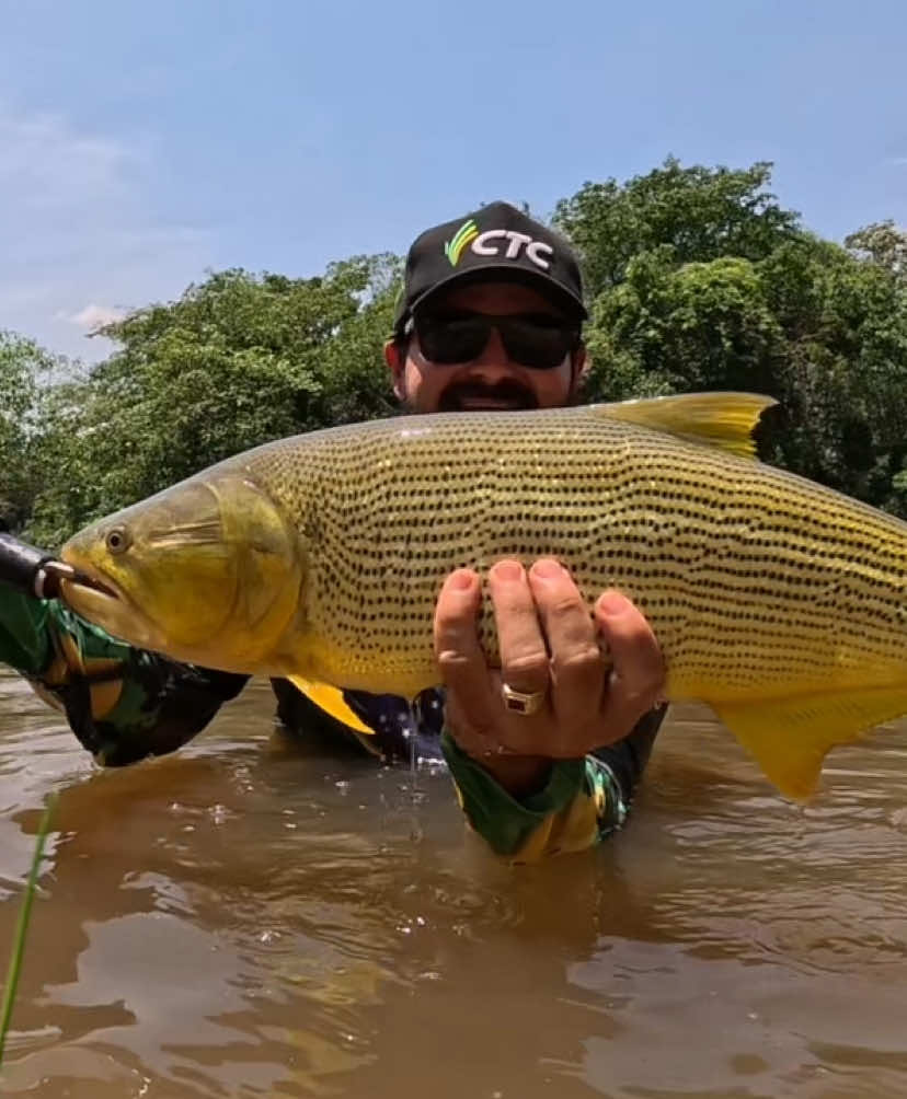 Mais uma barra de ouro !!! Peixe lindo demais! 9kg de pura pressão ! É monstro ! Qualquer um pode se tornar um pescador, mais ter a consciência e soltar o peixe isso sim é para um pescador de verdade, que se importa com a saúde do rio e dos animais que ali vivem, eu tenho um filho de 6 meses e quero que um dia ele tenha o prazer de fisgar um peixe desse ! Então por isso eu tenho essa atitude! Mais vale um peixe vivo do que morto! Obrigado meu Deus por me proporcionar mais uma!!! Vamos ser conscientes !!!!!!! O Rio precisa de ajuda  #natureza #pescaria #fishing #dourado #ouro  