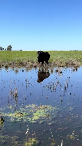 #fyp #paratiiiiiiiiiiiiiiiiiiiiiiiiiiiiiii #campoargentino🌱🌾🌻🐮🐂  Toro mañero 