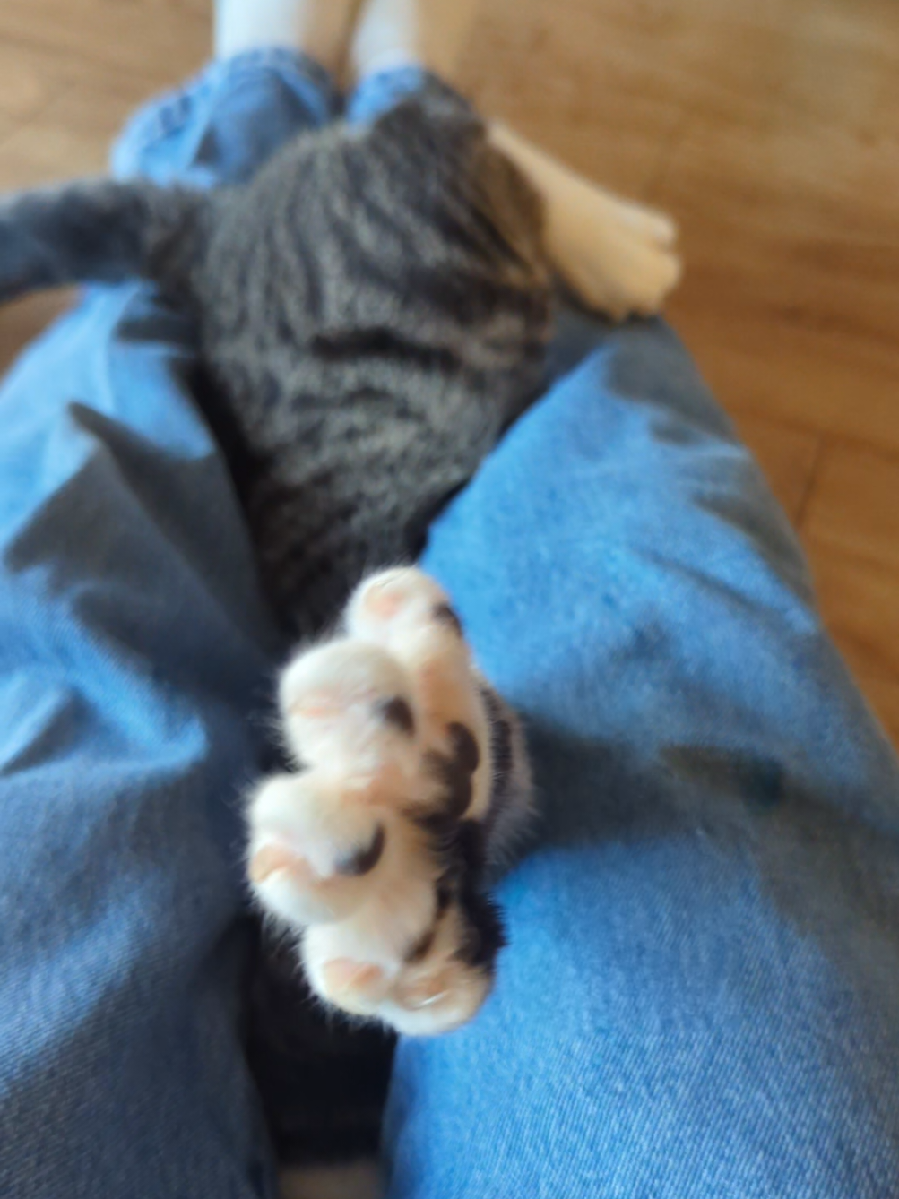 He started it. I ended it.  #cat #cats #catsoftiktok #fyp #foryoupage 