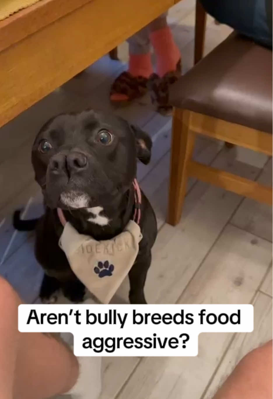 Not sure why people make silly comments 🙄 #aggressive #bullybreeds #dogsoftiktok #doglife #fyp 