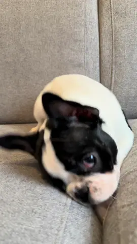 #frenchie #frenchbulldog #puppy #frenchbulldogpuppy #dog 