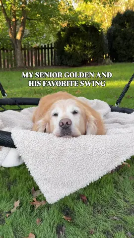 Riley and his swing ❤️ #goldenretriever #seniordog 