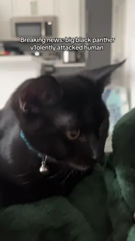 #fyp #catsoftiktok #cattok #cat #kitten 