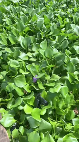 “Limbah aja bisa glow up, masa kamu enggak? 😉 #ecenggondok #fyp #viral 