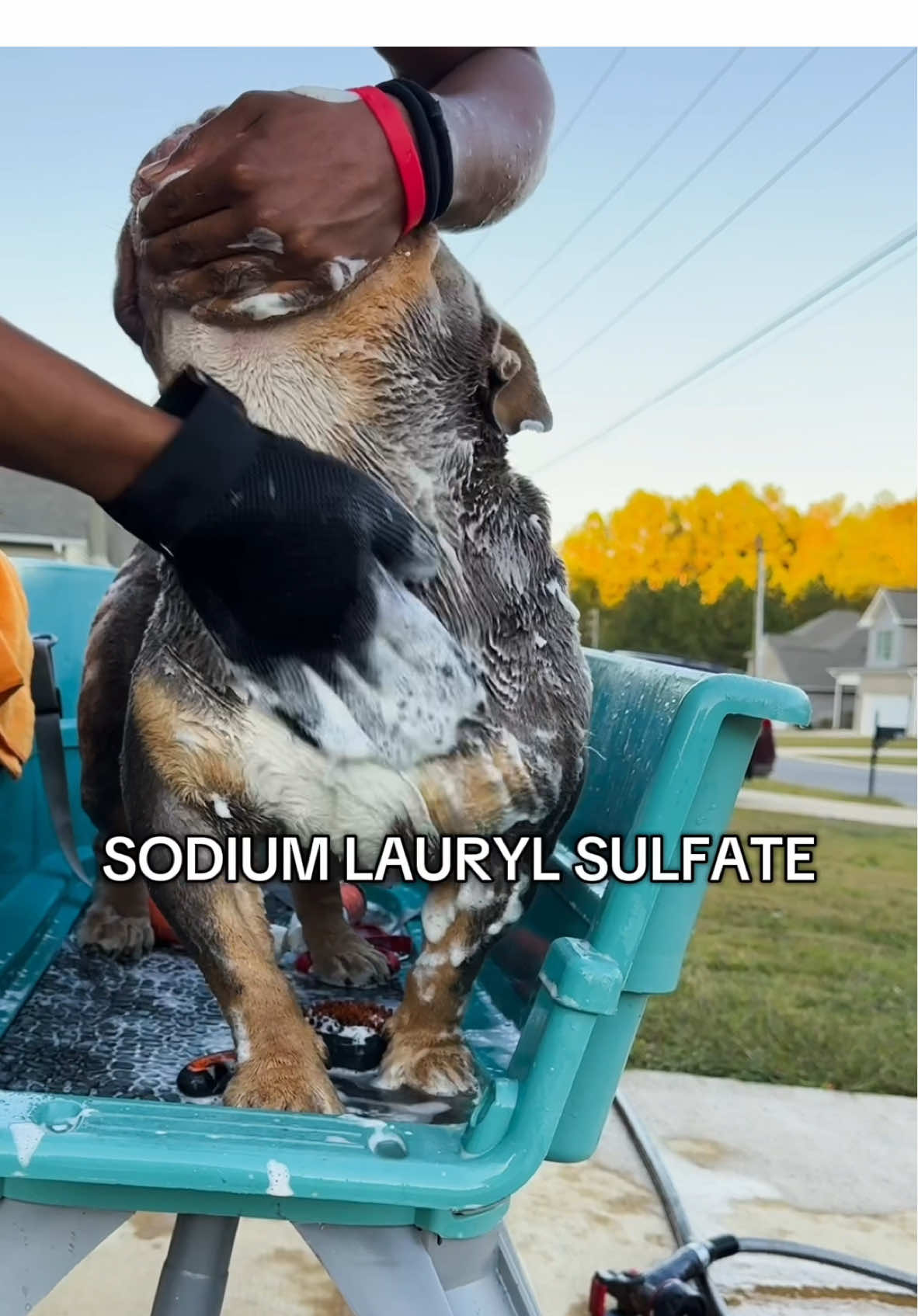 All breeds, all stages of life. Coat Defense is the only brand I trust when it comes to my babies skin health! #dogbath #naturalshampoo #coatdefense #petcaretips #grooming #bullybreeds 