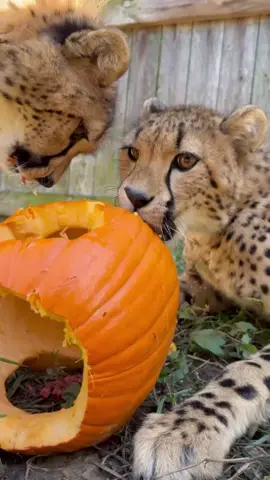 Cheetah cubs Zola, Lulu & Kiara play with pumpkin enrichment! 🎃 