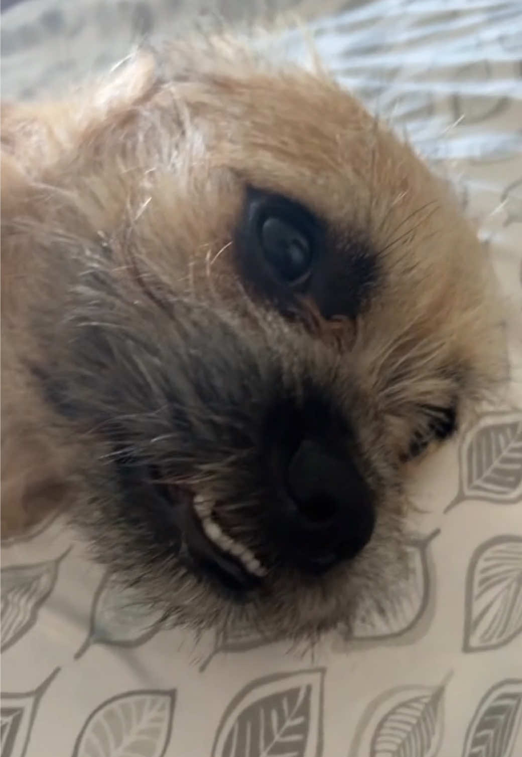 #Recuerdos Si es verdad Lolita 😃😊🥰❤️ #humor #amorperruno #perritoslindos #parati 