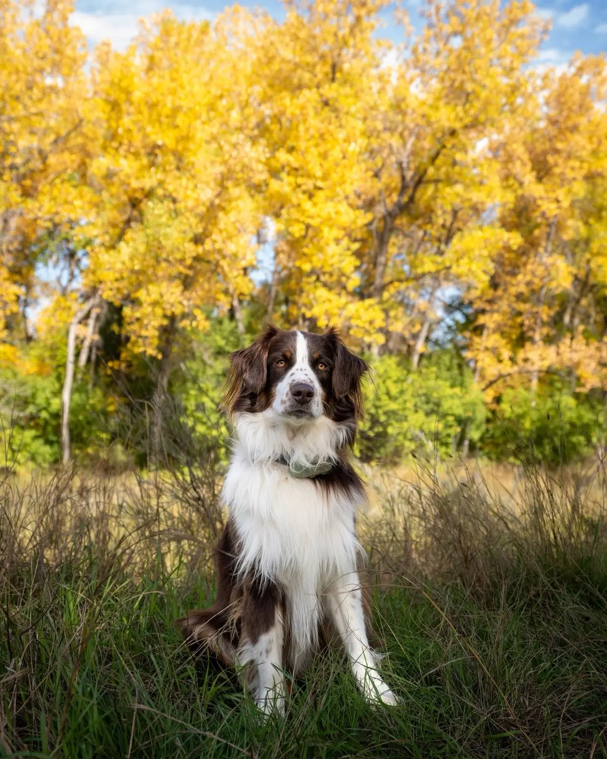 If the leaves aren’t changing near you, here are some photos of the beautiful fall colors in Colorado. So lucky to see these everyday right now.  #colorado #fallcolors #dogsoftiktok #cutedogs #australianshepherd 