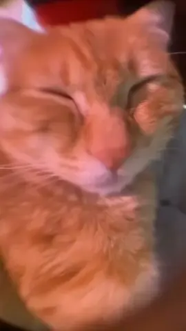 #cat #meme #fyp #xh #ti̇ktok 