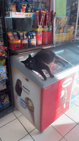 Alex is a crazy cat