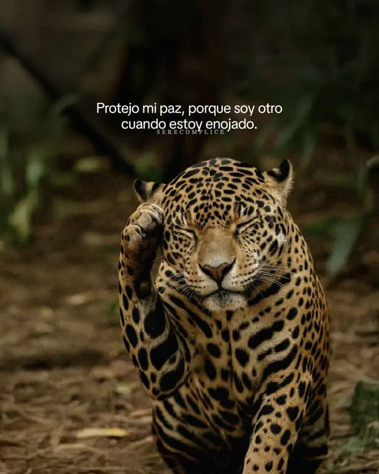 #mentalidad #Motivacional #emprendedores #mentalidadmillonaria #motivacional #reflexion #motivacion #frasesmotivadoras #Amor #reflexiones #pensamientos #complice