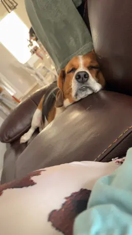 the newborn trenches are rough out here apparently 🤣 (ignore the dried milk on the couch, we’re trying okay) #girlmom #newbornlife #beagle #rufflifeofadog #newborn 