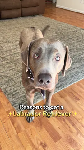 Unconditional love ❤️ #dogsoftiktok 