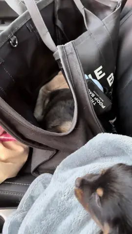 I would like to submit my foster puppy Chester to @weratedogs for his ability to fit into my center console. 🥲  