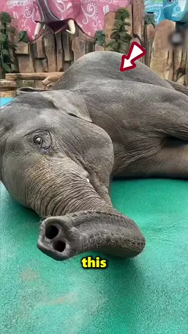 This Man Saved A Starving Elephant 😱 . . . . . . #man #saved #starving #elephant 
