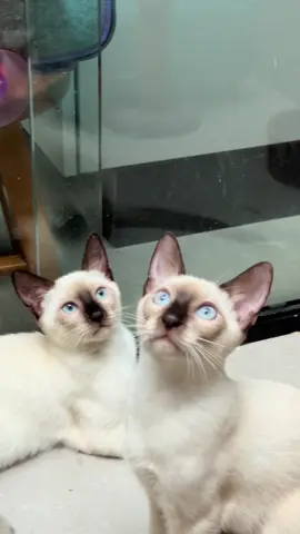 Depois desse vídeo, ninguém mais vai confundir Bacuri e Cupuaçu (ou vai? 👀😹)