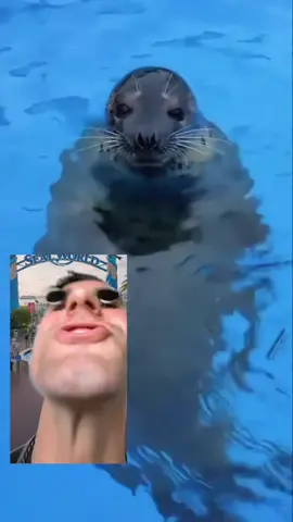 Feeding the seals at Seal World  LOVE IS THE ANSWER 🦭 @張涵   #sealofapproval #drumandbass #seal 