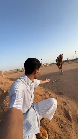 الحمدلله تقدم بطل👏🏻 حياكم متجري بالبايو فيه خلطة تسمين🐎 #خيل #خيل_وخياله🐎 #خيل_عربي_اصيل #فلوق #فلوقات_تيك_توك #مشاهدات #مشاهدات_تيك_توك #حايل #حائل #حايلندا  #horses #horse #horsesoftiktok #حصان #فرس #نواف#اكسبور #اكسبلور_explore #نواف_الرمالي  