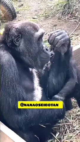 Akwasheto paa aah 🤣🤣🤣#voiceover #contentcreator #viralvideos #funnyanimals #TrustInGod 